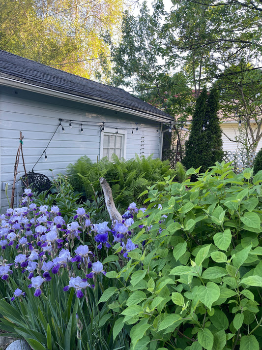 Finding Quiet Moments and Growth Through Mindful Gardening