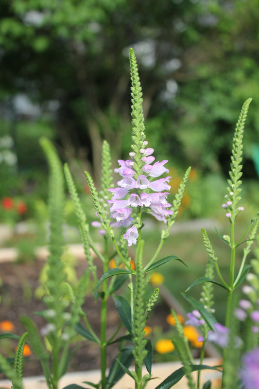 Embracing the Beauty and Benefits of Growing Native Flowers in Rochester, NY